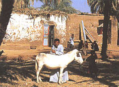 Bauern bei Assuan